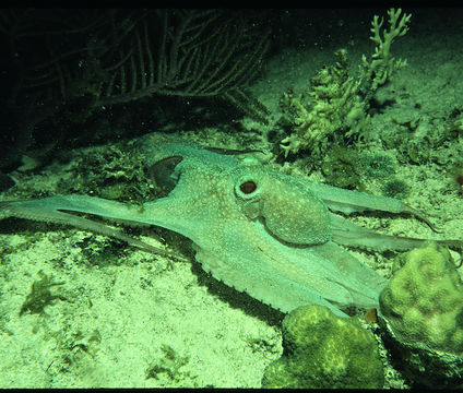 Image of Caribbean reef octopus