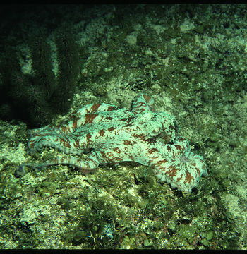 Image of Caribbean reef octopus