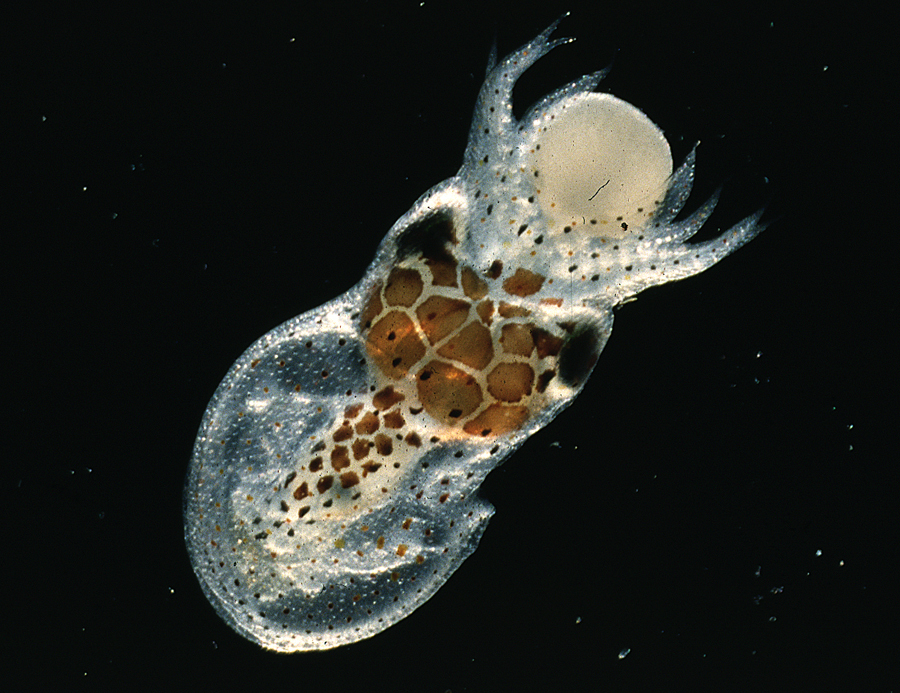 Image of Joubin's octopus