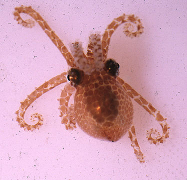 Image of Joubin's octopus