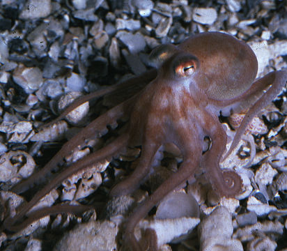 Image of Joubin's octopus