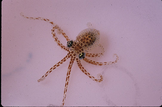 Image of Joubin's octopus