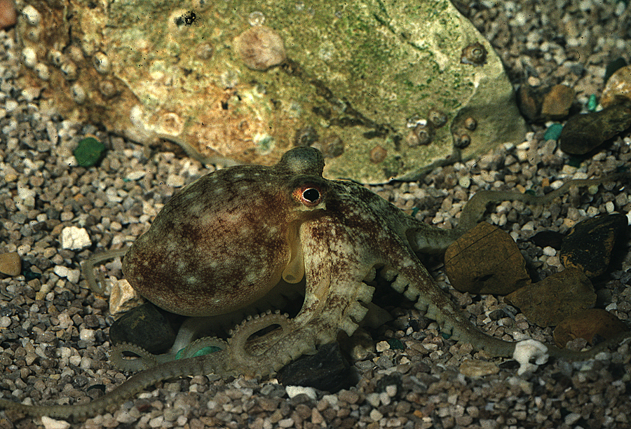 Image of <i>Octopus digueti</i>