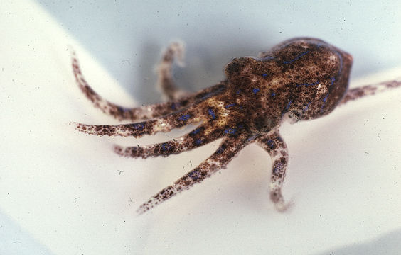 Image of Blue-lined octopus