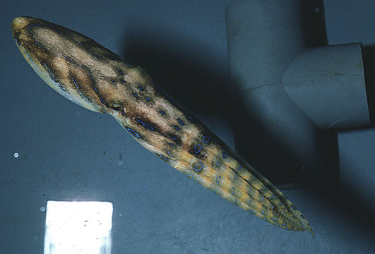 Image of Blue-lined octopus