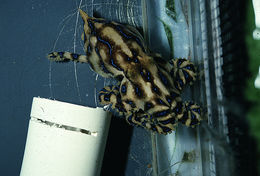 Image of Blue-lined octopus