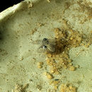 Image of <i>Octopus mercatoris</i>