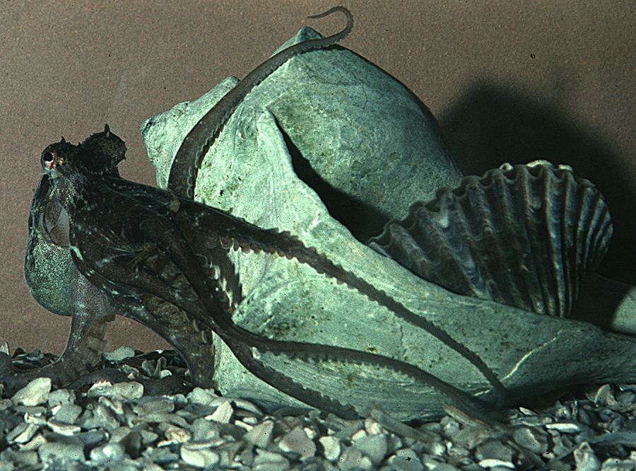 Image of <i>Octopus mercatoris</i>