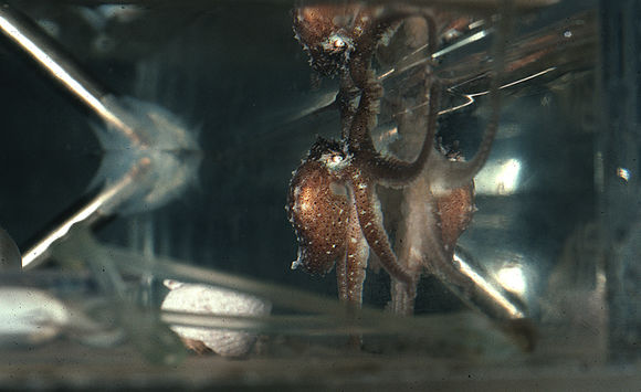 Image of <i>Octopus mercatoris</i>