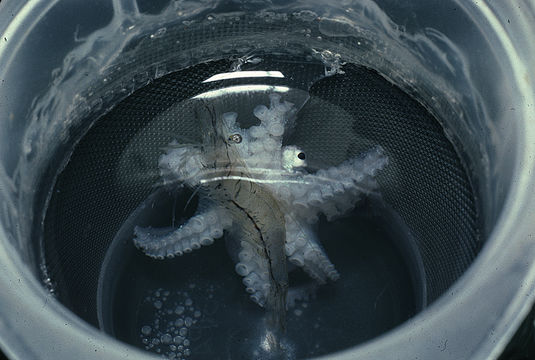 Image of <i>Octopus mercatoris</i>