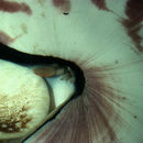Image of chambered nautiluses
