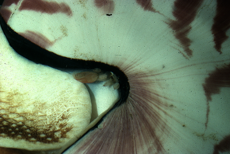 Image of chambered nautilus