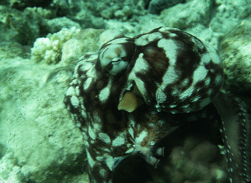 Image of Day octopus