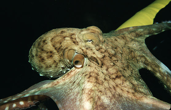 Image of Day octopus