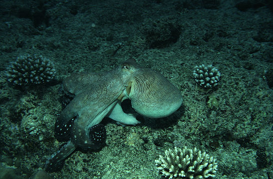 Image of Day octopus