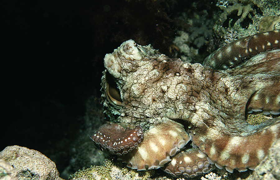 Image of Day octopus