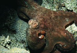 Image of Day octopus