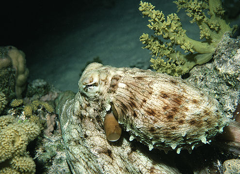 Image of Day octopus