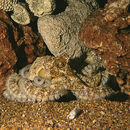 Image of Octopus bimaculatus Verrill 1883