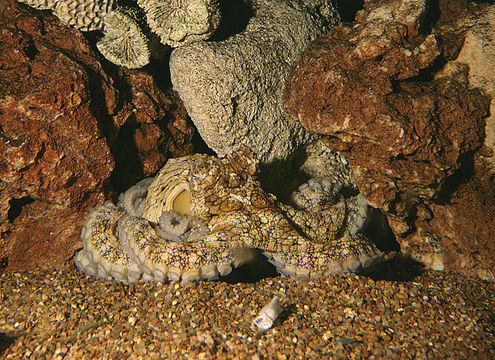 Image of California two-spot octopus