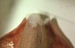 Image of veined squid