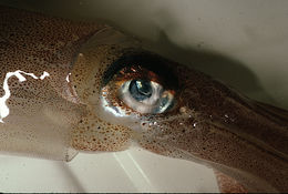 Image of veined squid