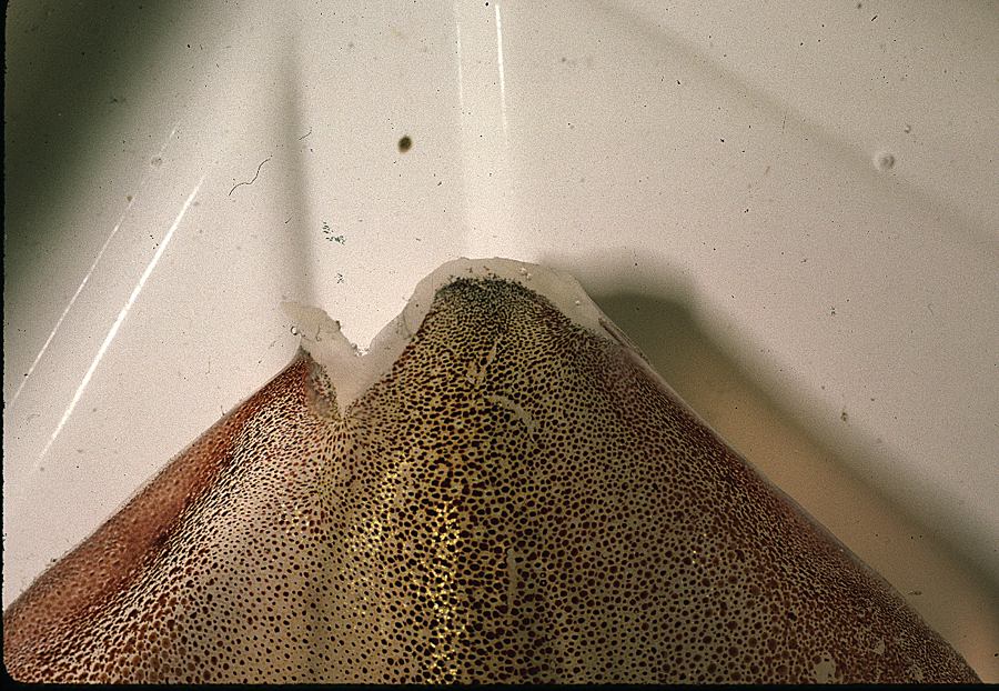 Image of veined squid