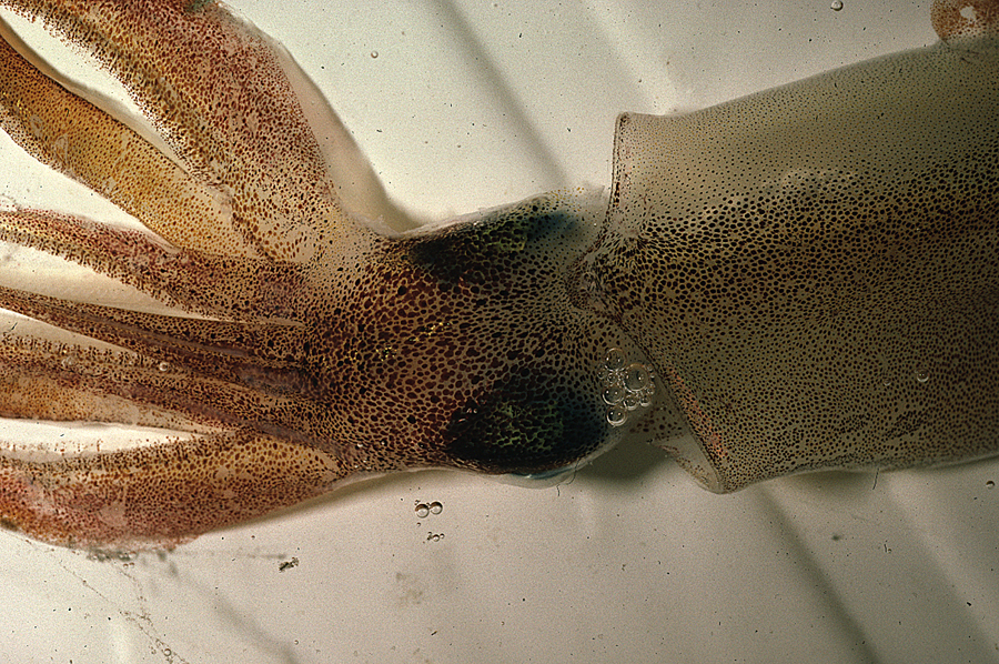 Image of veined squid