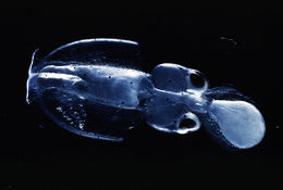 Image of veined squid
