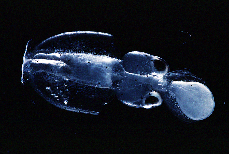 Image of veined squid