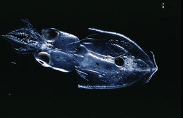 Image of veined squid