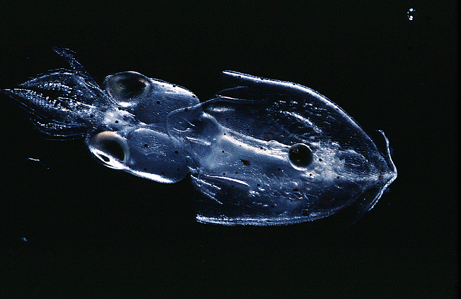 Image of veined squid