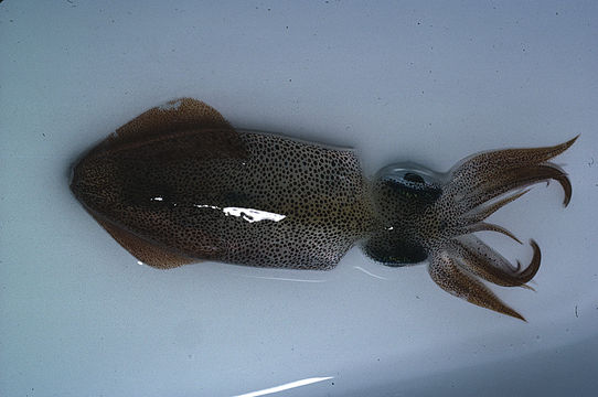 Image of veined squid