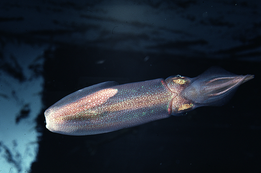 Image of veined squid