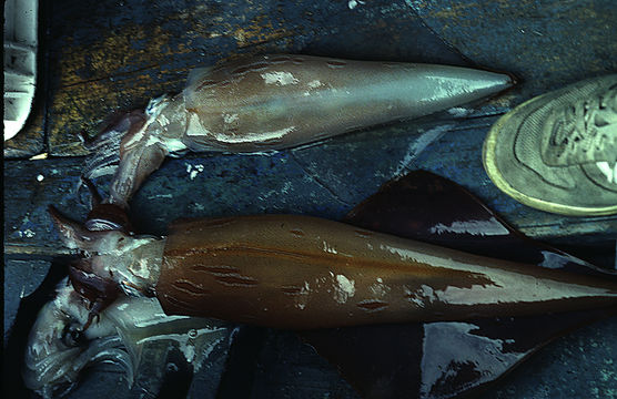 Image of veined squid