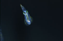 Image of bigfin reef squid