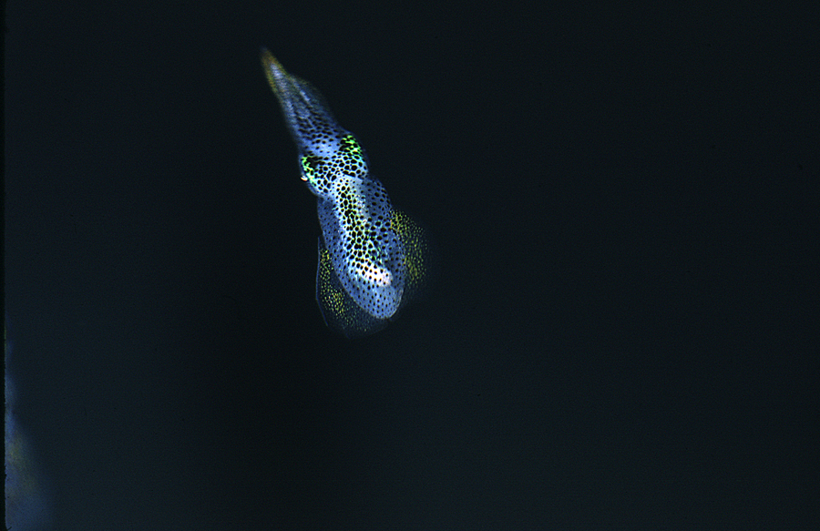 Image of bigfin reef squid