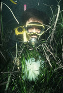 Image of bigfin reef squid