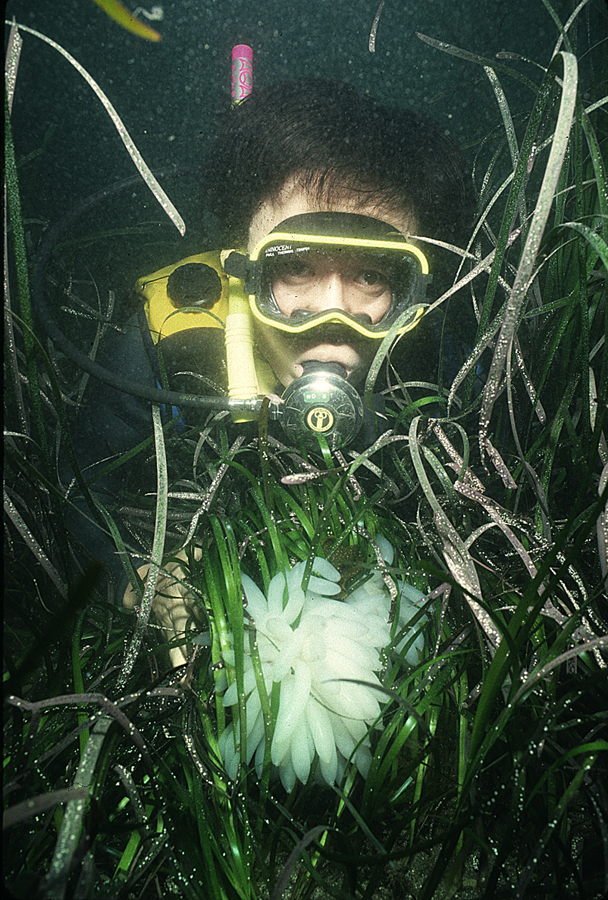 Image of bigfin reef squid