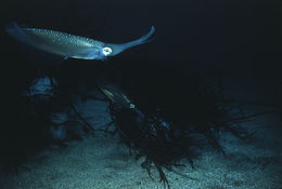 Image of bigfin reef squid