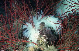 Image of bigfin reef squid