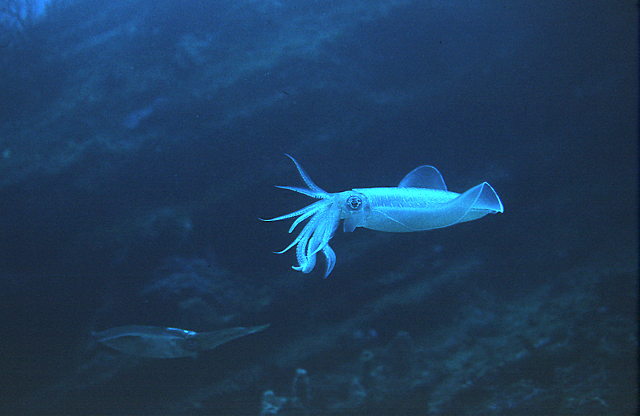 Image of bigfin reef squid