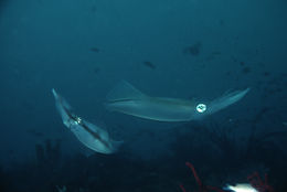 Image of bigfin reef squid