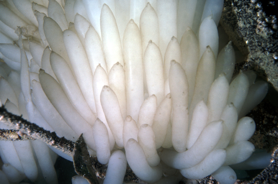 Image of bigfin reef squid