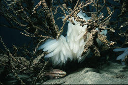 Image of bigfin reef squid