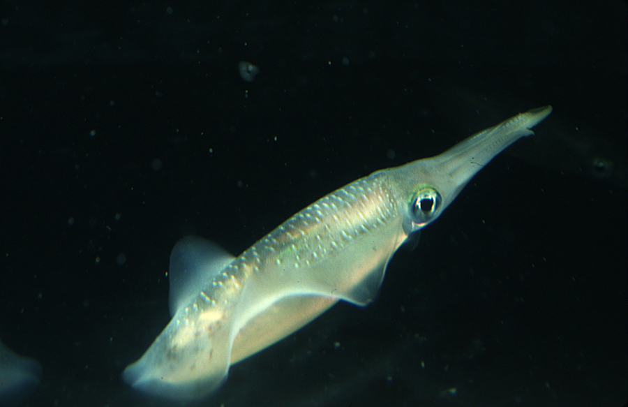 Image of bigfin reef squid