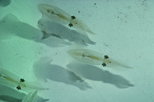 Image of Atlantic brief squid