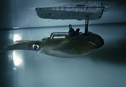 Image of Atlantic brief squid