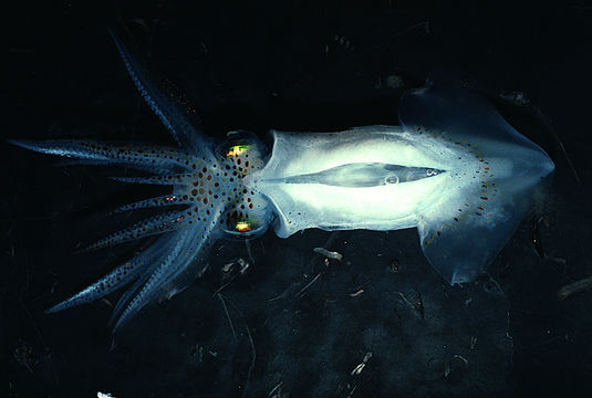 Image of Atlantic brief squid