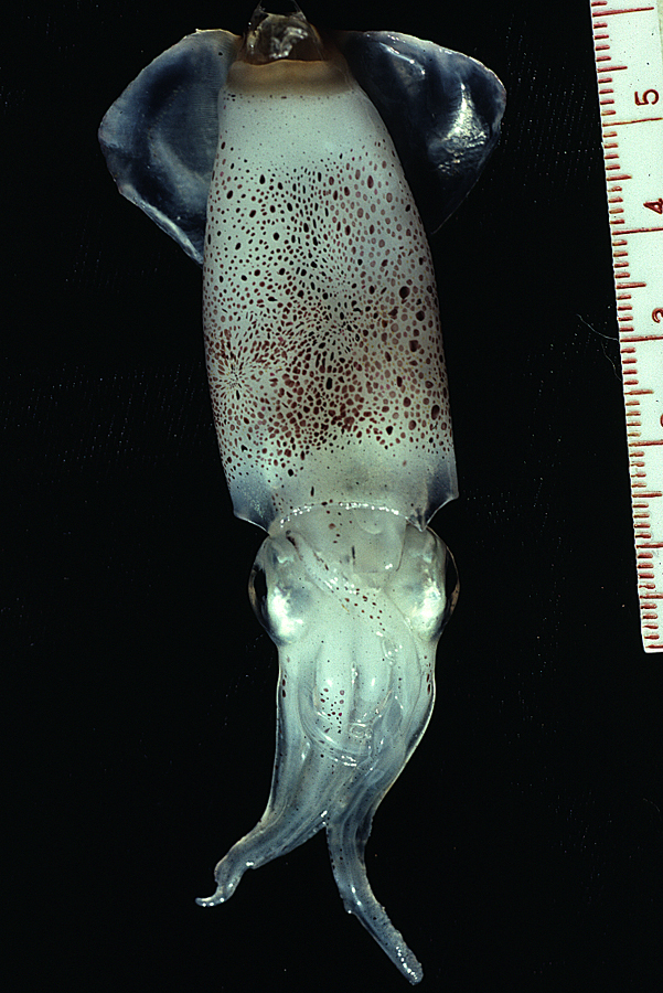 Image of Atlantic brief squid